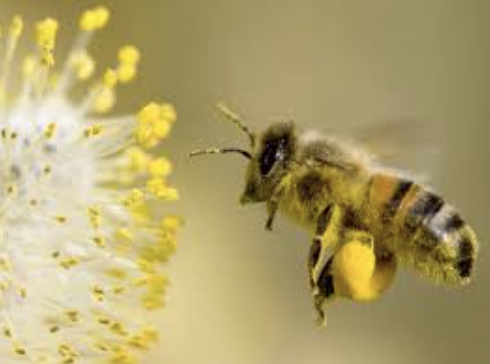 Cure de pollen et pain d'abeille : comment bien choisir ?